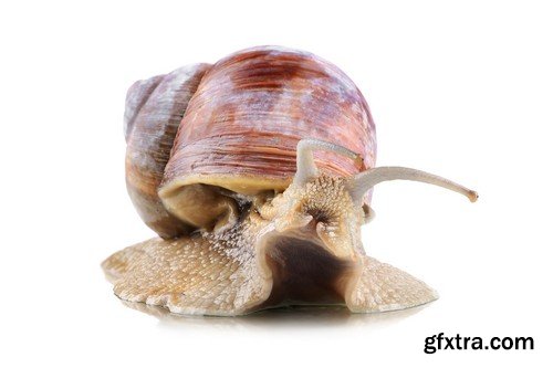 Stock Photos - Snail, 25xJPG