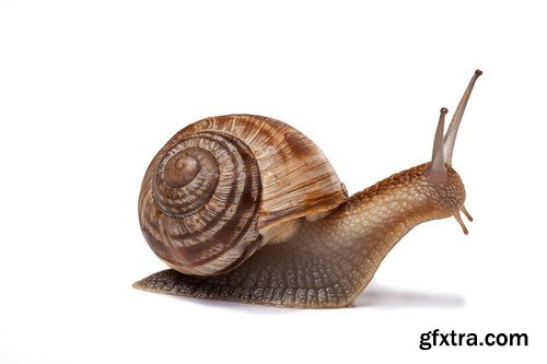 Stock Photos - Snail, 25xJPG