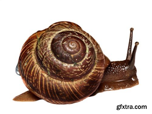 Stock Photos - Snail, 25xJPG