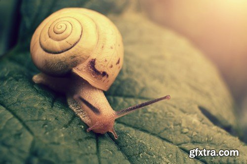 Stock Photos - Snail, 25xJPG