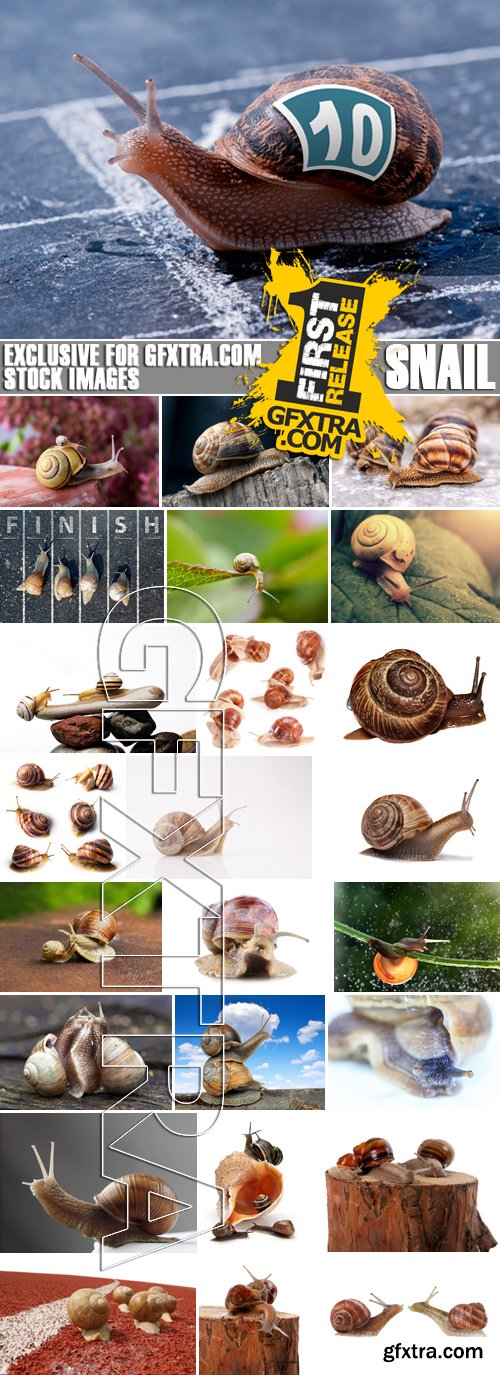 Stock Photos - Snail, 25xJPG