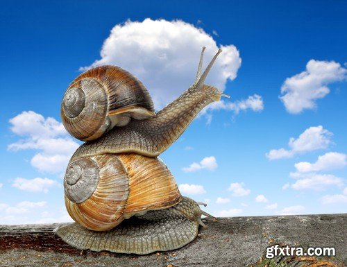 Stock Photos - Snail, 25xJPG