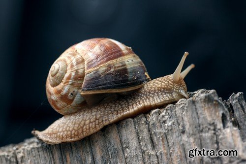 Stock Photos - Snail, 25xJPG