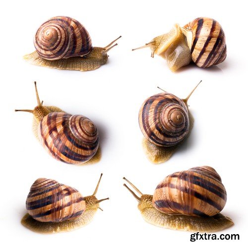 Stock Photos - Snail, 25xJPG