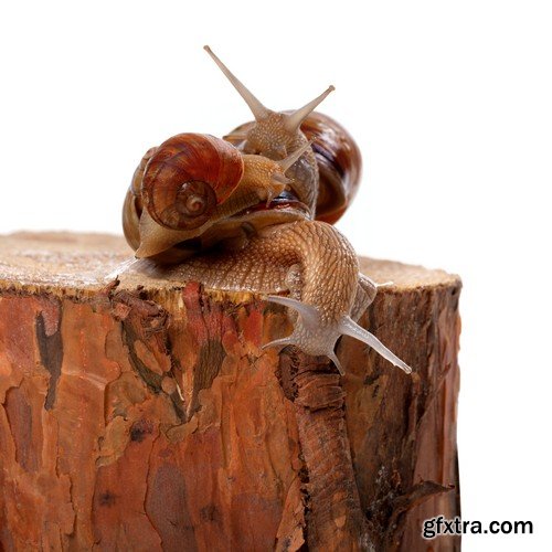 Stock Photos - Snail, 25xJPG