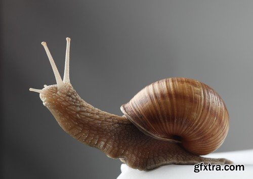 Stock Photos - Snail, 25xJPG