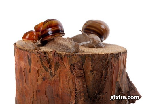 Stock Photos - Snail, 25xJPG