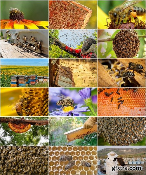 Collection bee swarm hive beekeeping honey 25 HQ Jpeg