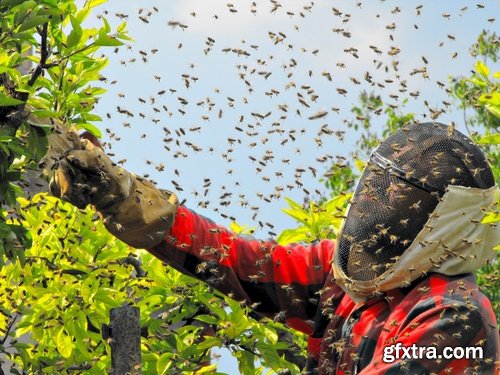 Collection bee swarm hive beekeeping honey 25 HQ Jpeg