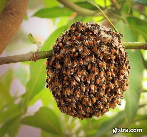 Collection bee swarm hive beekeeping honey 25 HQ Jpeg