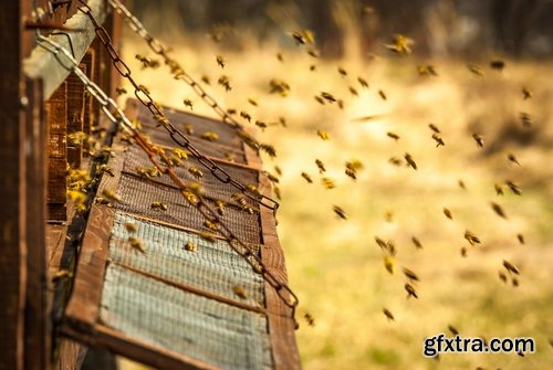 Collection bee swarm hive beekeeping honey 25 HQ Jpeg