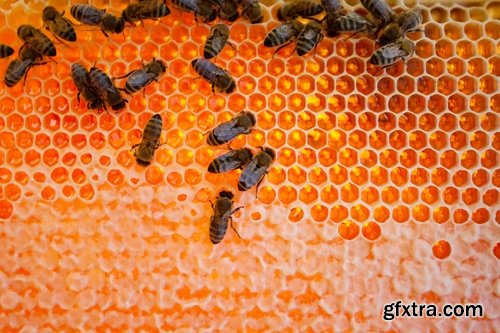 Collection bee swarm hive beekeeping honey 25 HQ Jpeg