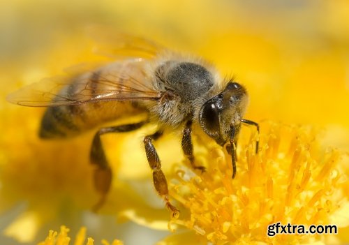 Collection bee swarm hive beekeeping honey 25 HQ Jpeg