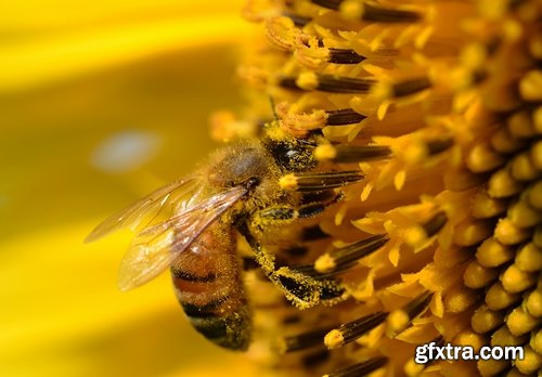 Collection bee swarm hive beekeeping honey 25 HQ Jpeg