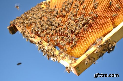 Collection bee swarm hive beekeeping honey 25 HQ Jpeg