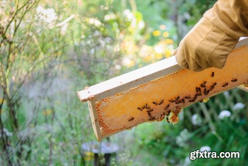 Collection bee swarm hive beekeeping honey 25 HQ Jpeg