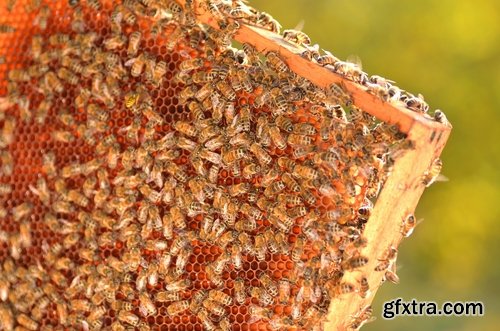 Collection bee swarm hive beekeeping honey 25 HQ Jpeg