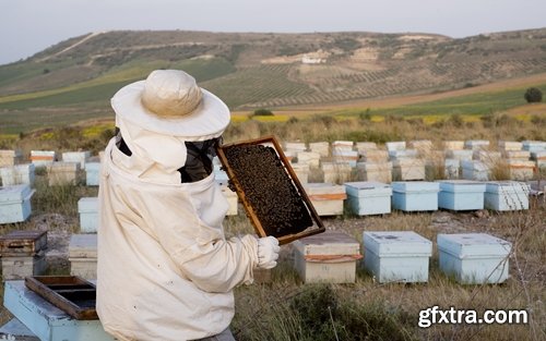 Collection bee swarm hive beekeeping honey 25 HQ Jpeg