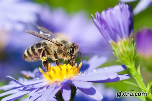 Collection bee swarm hive beekeeping honey 25 HQ Jpeg