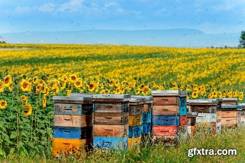 Collection bee swarm hive beekeeping honey 25 HQ Jpeg