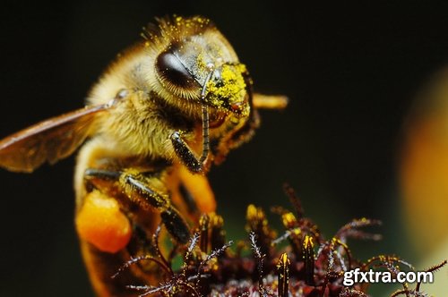 Collection bee swarm hive beekeeping honey 25 HQ Jpeg