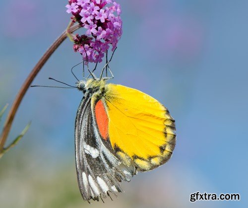 Bright and beautiful butterflies 8x JPEG