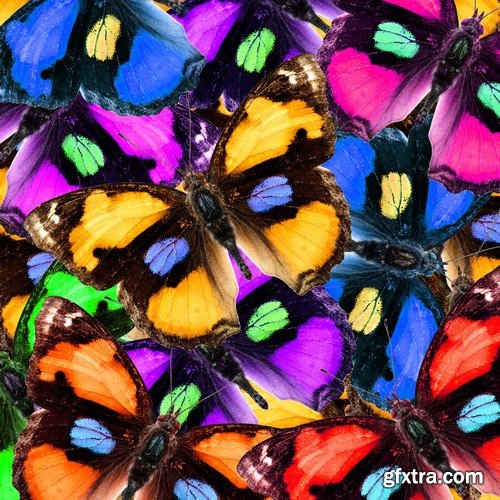 Bright and beautiful butterflies 8x JPEG