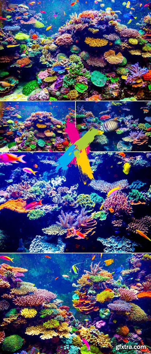 Stock Photo - Coral Reef - Underwater World