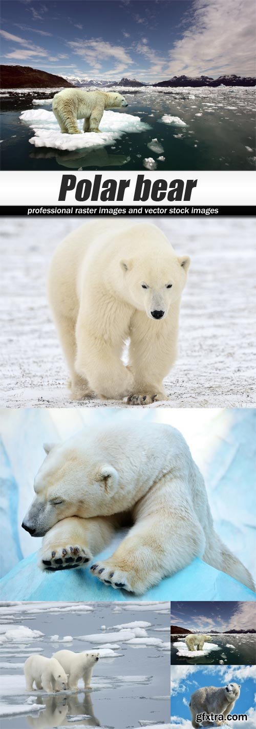 Polar bear