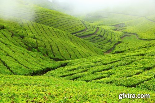 Tea plantations in Munnar Valley, Kerala, India 10x JPEG