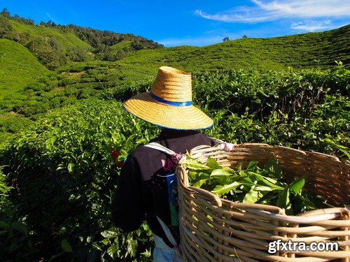 Tea plantations in Munnar Valley, Kerala, India 10x JPEG