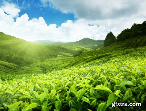 Tea plantations in Munnar Valley, Kerala, India 10x JPEG