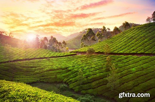 Tea plantations in Munnar Valley, Kerala, India 10x JPEG