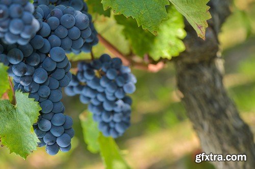 Stock Photos - Grapes, 25xJPG