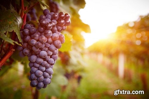 Stock Photos - Grapes, 25xJPG