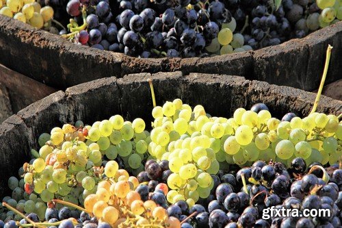 Stock Photos - Grapes, 25xJPG