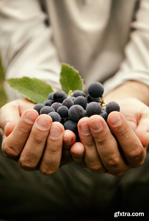 Stock Photos - Grapes, 25xJPG