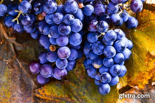 Stock Photos - Grapes, 25xJPG