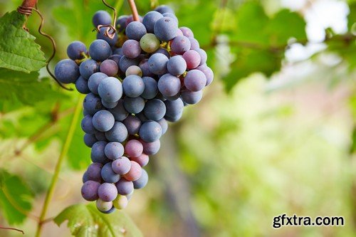 Stock Photos - Grapes, 25xJPG