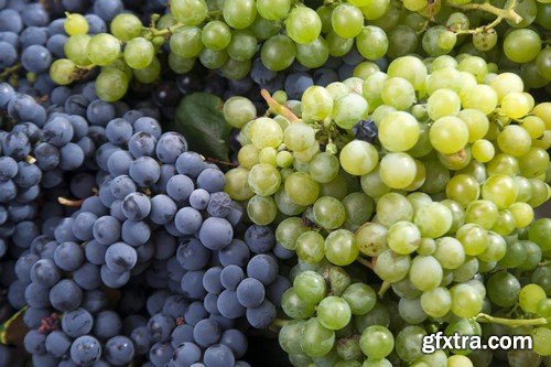 Stock Photos - Grapes, 25xJPG