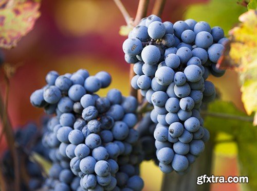 Stock Photos - Grapes, 25xJPG