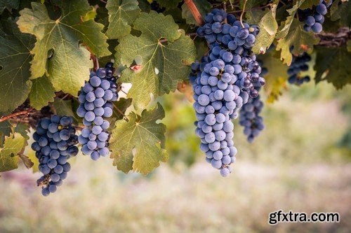 Stock Photos - Grapes, 25xJPG