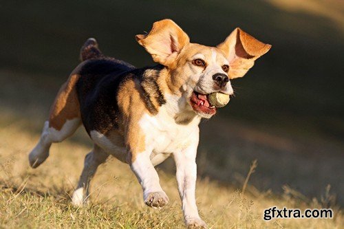 Stock Photos - Happy dog, 25xJPG