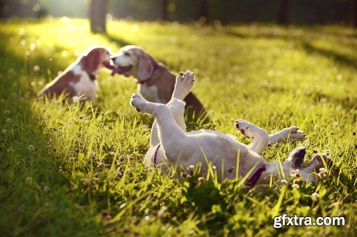 Stock Photos - Happy dog, 25xJPG