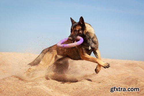 Stock Photos - Happy dog, 25xJPG