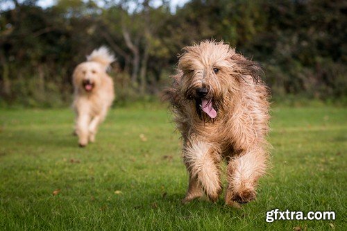 Stock Photos - Happy dog, 25xJPG