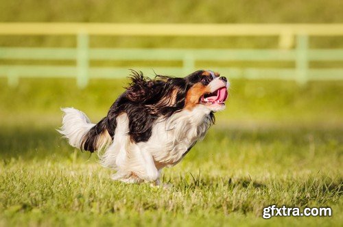 Stock Photos - Happy dog, 25xJPG