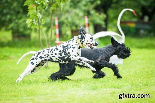 Stock Photos - Happy dog, 25xJPG