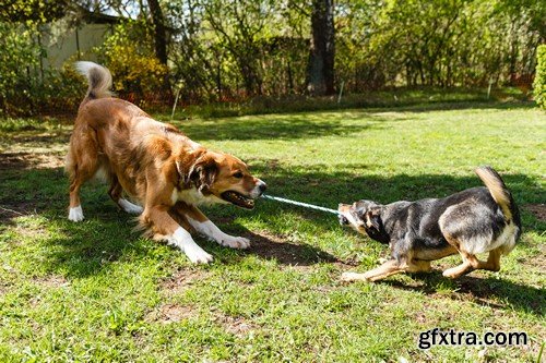 Stock Photos - Happy dog, 25xJPG