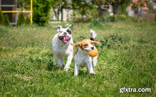 Stock Photos - Happy dog, 25xJPG